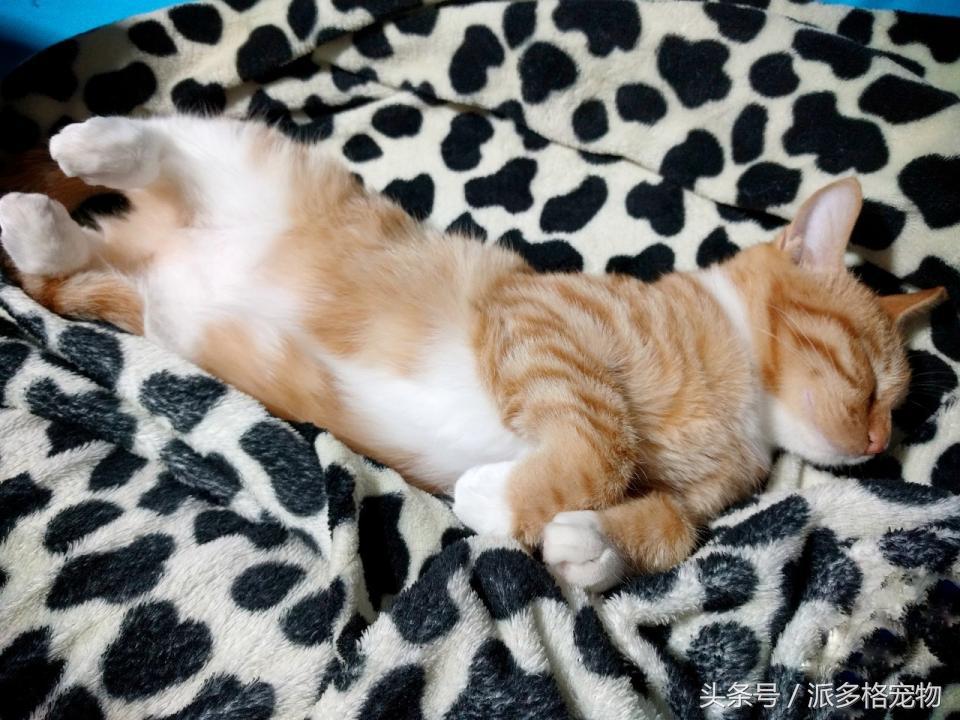 宠物肚皮上小秘密还挺多,当然手感也是一级棒!