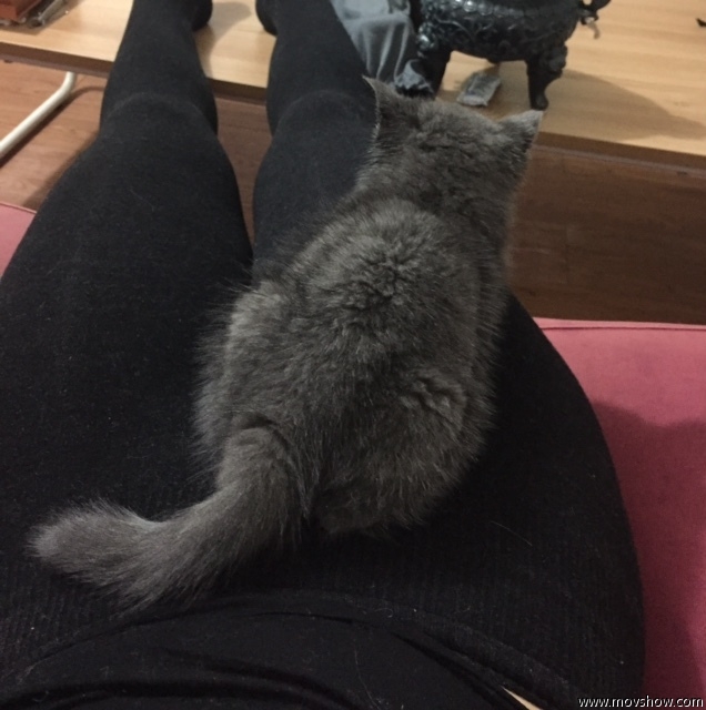 去猫舍买猫要多少钱,宠物市场买的蓝猫两个月能活吗