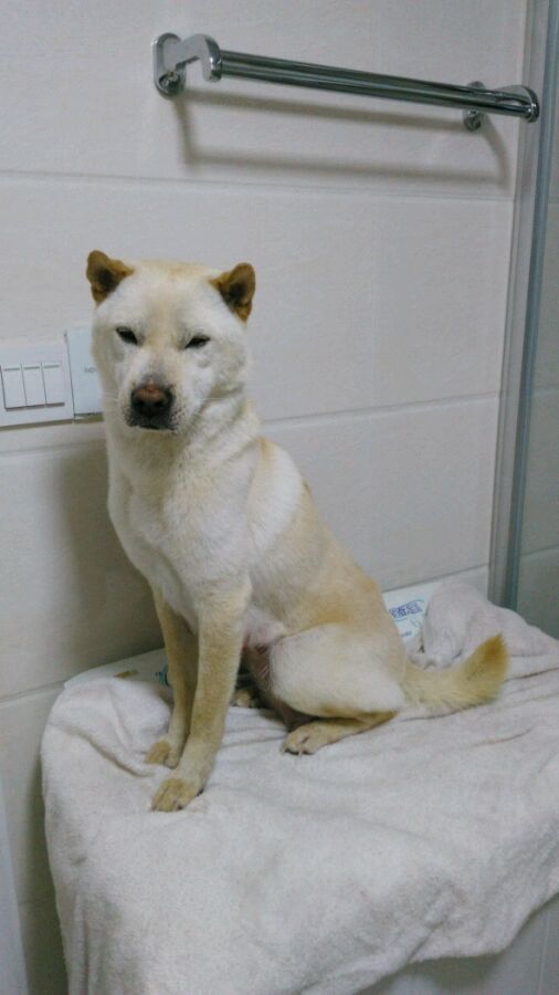 中华田园犬舌头是黑花色,一只黄色的中华田园犬