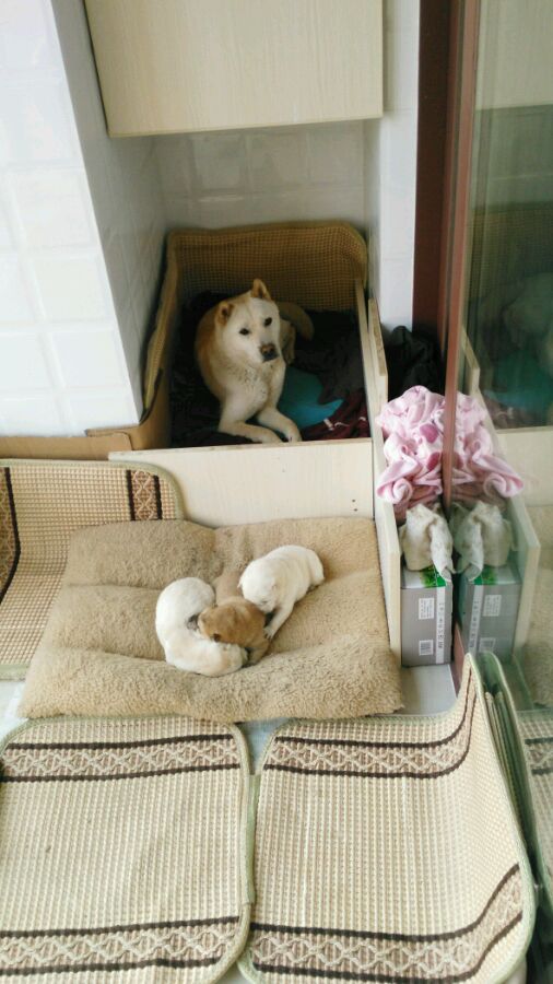 中华田园犬舌头是黑花色,一只黄色的中华田园犬