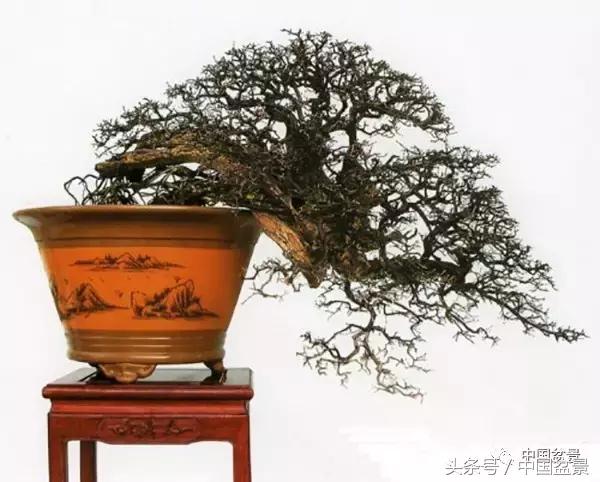 雀梅盆景图片欣赏设计,大坨坨雀梅盆景