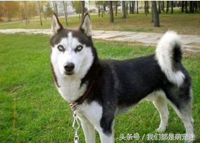 哈士奇得细小在家怎么治,哈士奇得了细小能治好吗