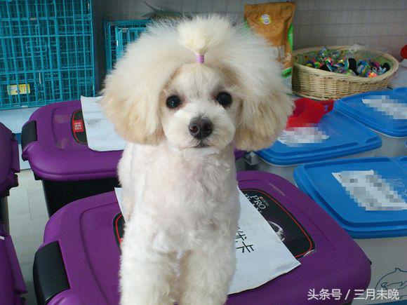 狗狗比较贵的排名,盘点那些超好看的狗狗价格还不贵