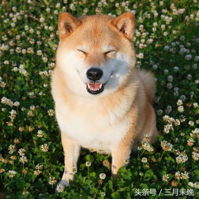 狗狗比较贵的排名,盘点那些超好看的狗狗价格还不贵