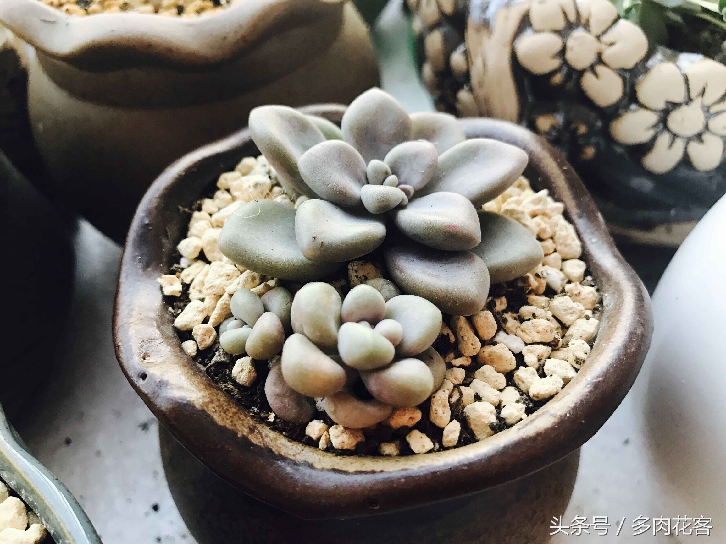 多肉植物与其他植物的区别,多肉植物艾伦