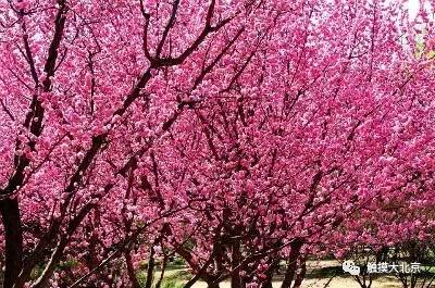 4月整整11天假!瓷器们,这些好消息请查收!