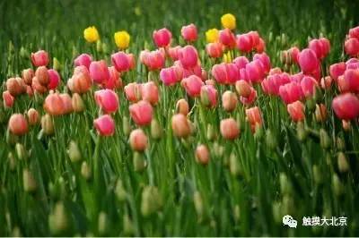 4月整整11天假!瓷器们,这些好消息请查收!