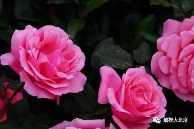 4月整整11天假!瓷器们,这些好消息请查收!