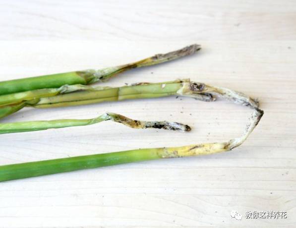 虎尾兰烂根后的花盆和土还能用吗,虎尾兰枯萎了