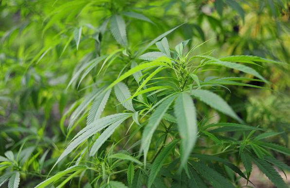 长寿火麻米粉怎么样,巴马长寿火麻茶