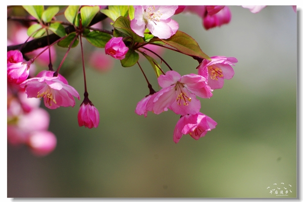 西安牡丹苑花还开着没,西安垂丝海棠哪里有卖
