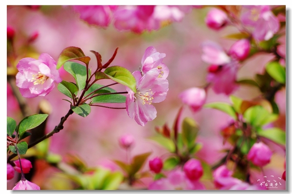 西安牡丹苑花还开着没,西安垂丝海棠哪里有卖