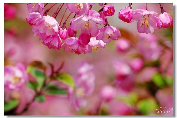 西安牡丹苑花还开着没,西安垂丝海棠哪里有卖