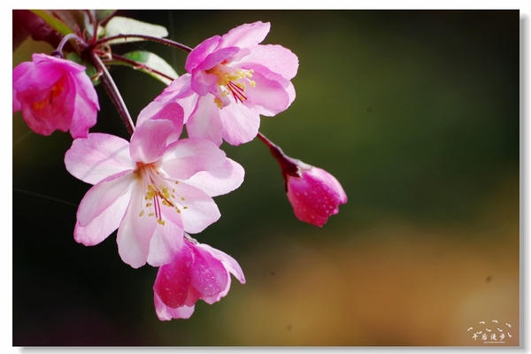 西安牡丹苑花还开着没,西安垂丝海棠哪里有卖