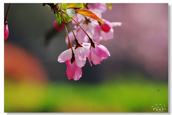 西安牡丹苑花还开着没,西安垂丝海棠哪里有卖