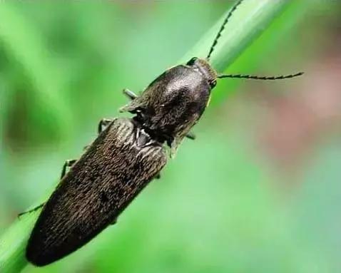 农村十分常见动物,雷州最稀有的动物