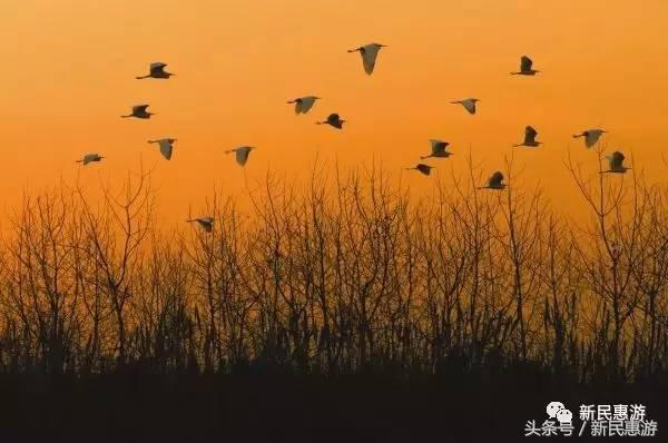 沙家浜，竹林幽径渔翁垂钓芦荡涛声