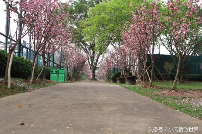不用去日本深圳就能看樱花,日本樱花必看
