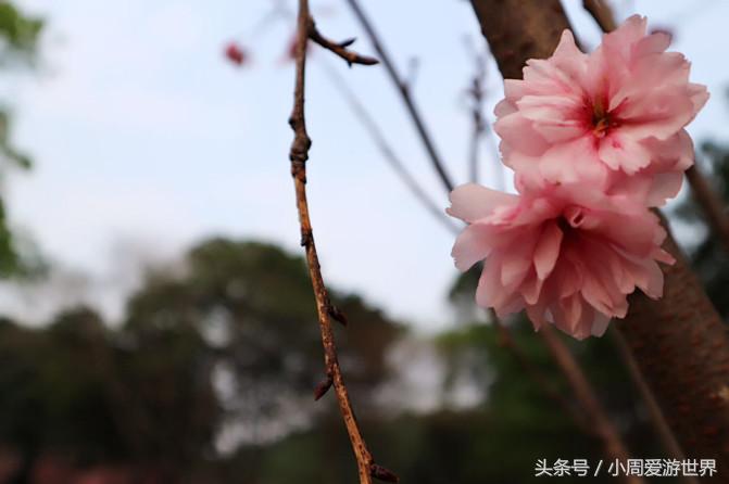 不用去日本深圳就能看樱花,日本樱花必看