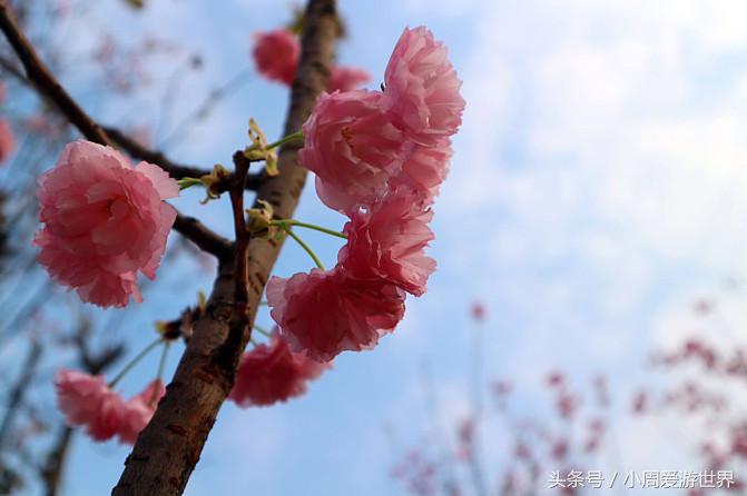 不用去日本深圳就能看樱花,日本樱花必看
