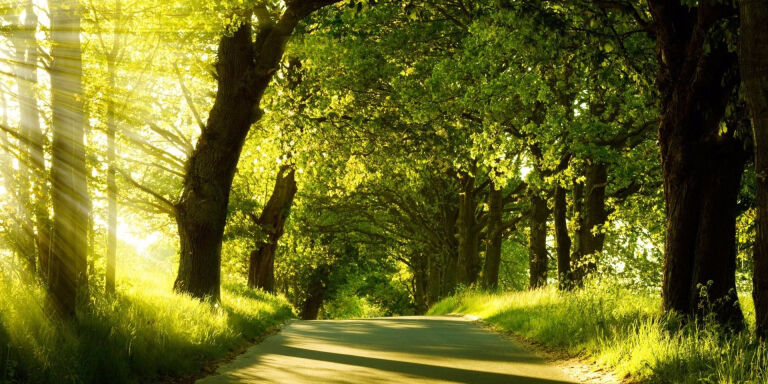 清新自得,一室绿意聚为林