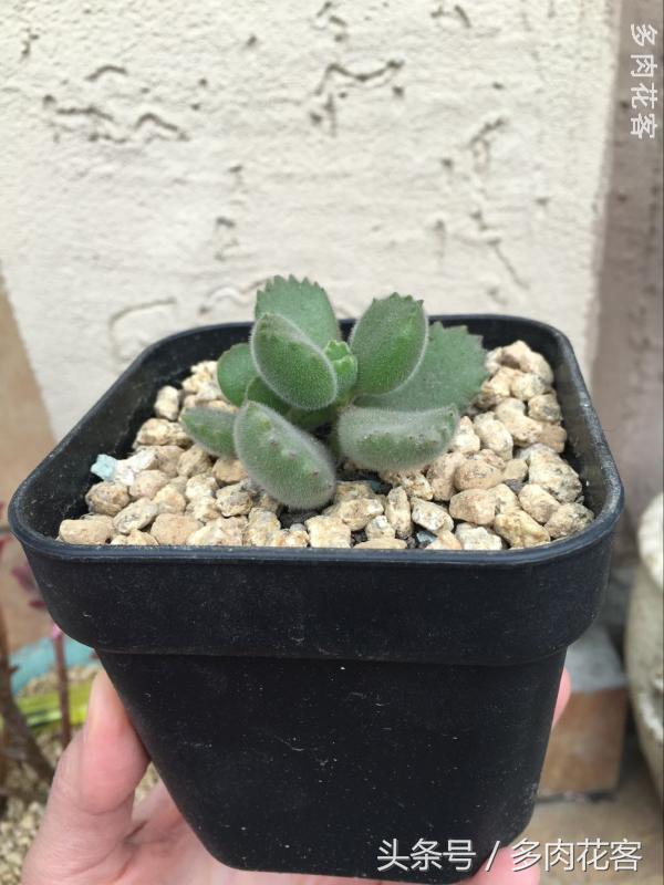 有一种肉肉叫做别人家的多肉第9期简月的肉肉