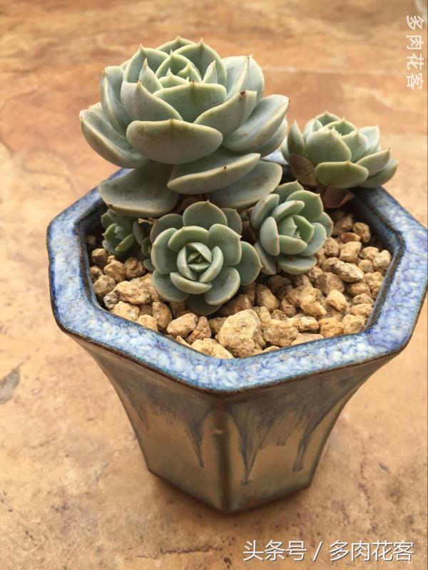 有一种肉肉叫做别人家的多肉第9期简月的肉肉