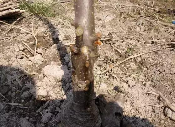 猕猴桃流红水怎么治,猕猴桃果园喷灌最新方法