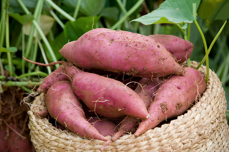 种红薯怎样才能赚钱，红薯专家朱渭兵这样回答