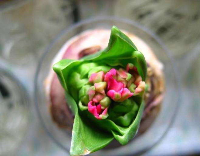 风信子夹箭是因为冷处理时间短吗,风信子败花以后怎么处理