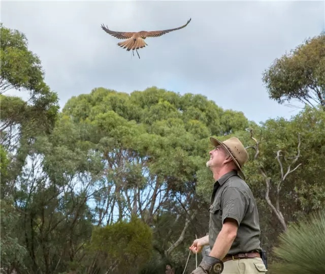澳大利亚袋鼠岛旅游攻略,袋鼠岛旅游