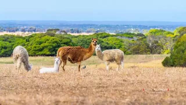 澳大利亚袋鼠岛旅游攻略,袋鼠岛旅游