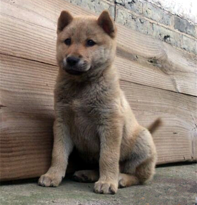 相狗经老人教你挑选好狗,古代选狗与现代选狗的方法