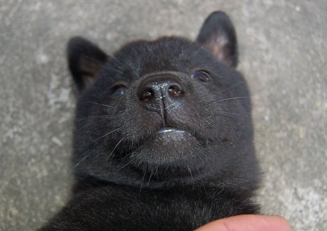 相狗经老人教你挑选好狗,古代选狗与现代选狗的方法