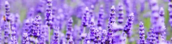 穿上你的衣服沾染你的气息,穿上属于自己的衣服