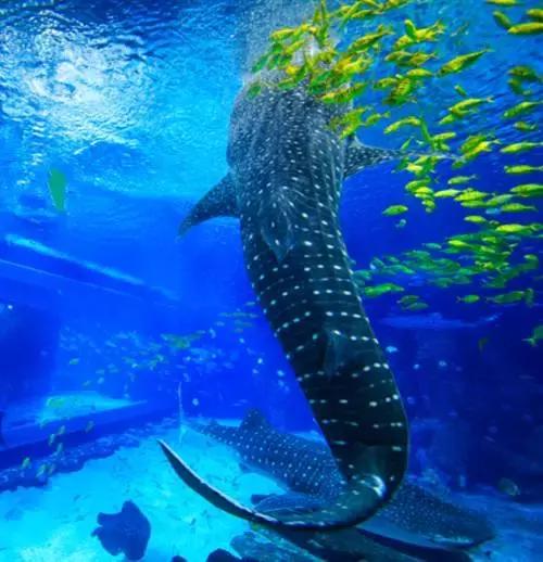 我与花火有个约定，小作家成长体验夏令营！