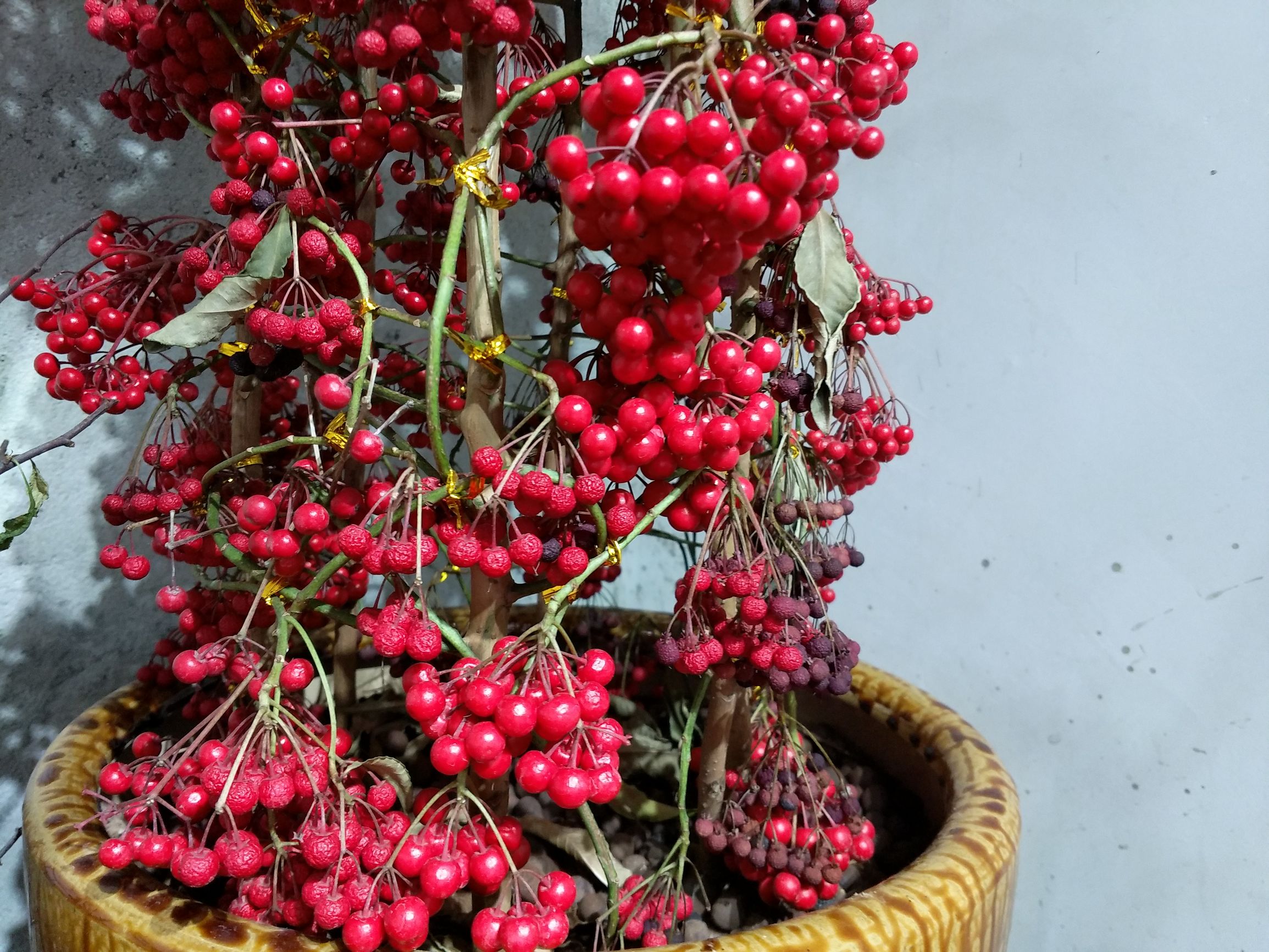 鎵嬫満xplay6娣卞害瑙f瀽,xplay6璇勫垎