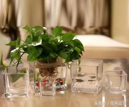 适合跟鱼养在一起的花,适合跟鱼一起养的小盆植物