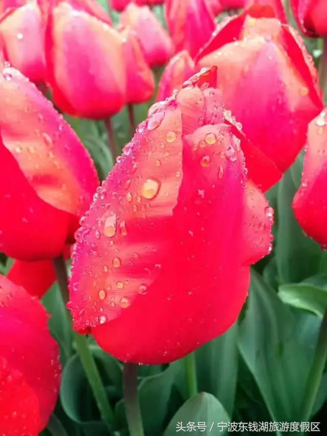 花博园红你是苹果红,我是最正中国红!