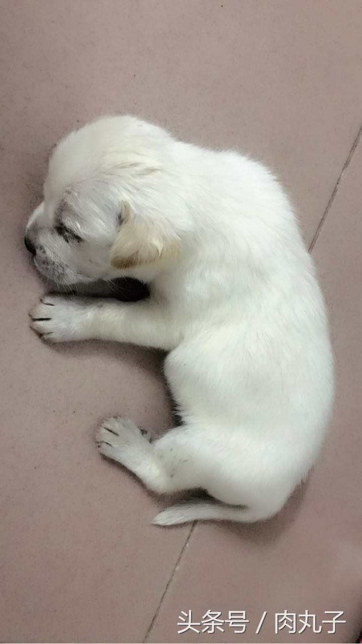 狗瘟方案,狗瘟自愈的药