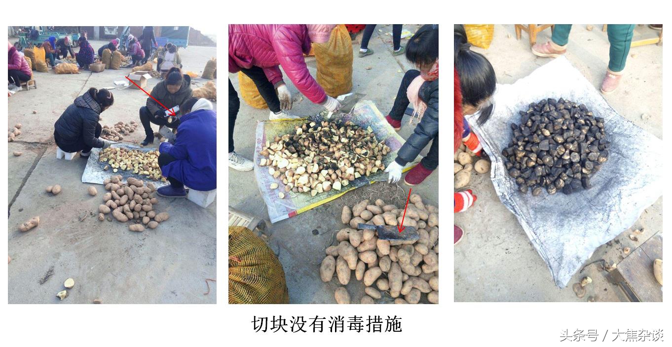 马铃薯黑茎病和黑胫病的治疗时间,大焦子讲植保