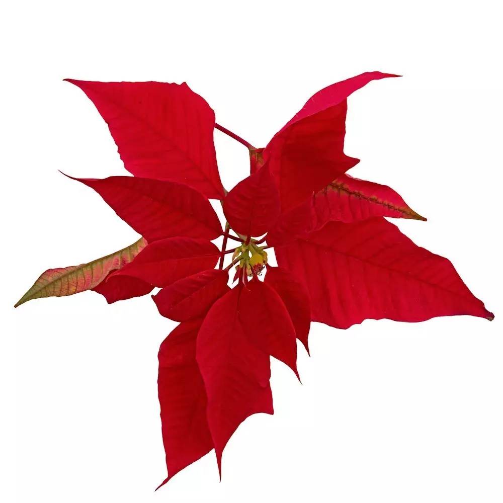 花苞突然变黑掉了什么原因,种花叶子黄了用什么办法让它变绿