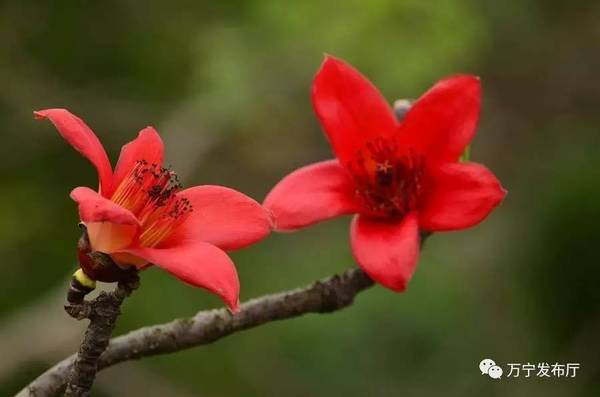 木棉花礼赞作文,木棉花之语
