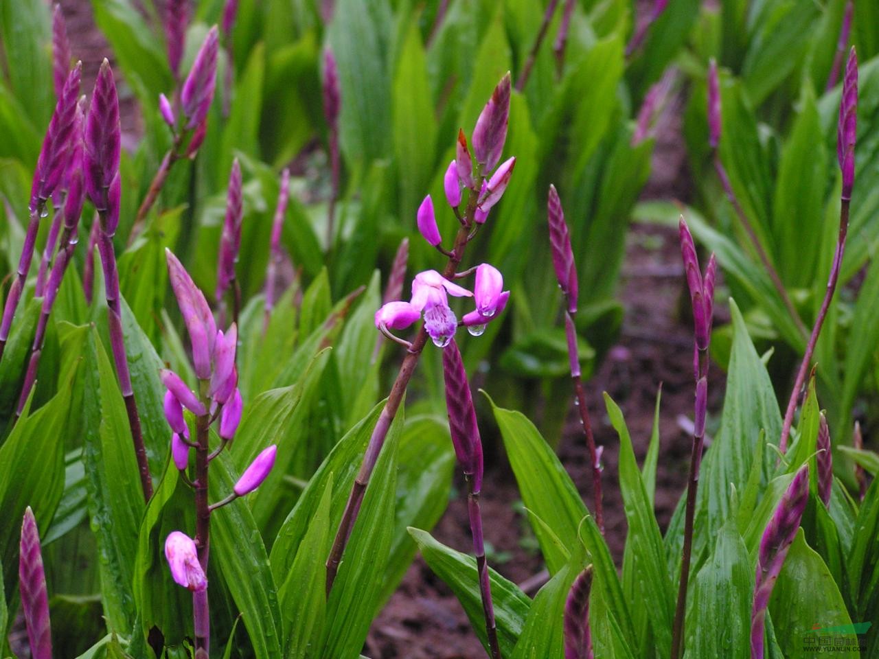 白芨中药粉美白,白芨有美白功效吗