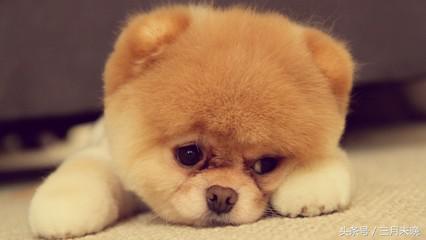 狗狗比较贵的排名,盘点那些超好看的狗狗价格还不贵