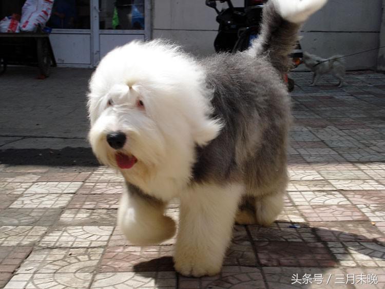 狗狗比较贵的排名,盘点那些超好看的狗狗价格还不贵