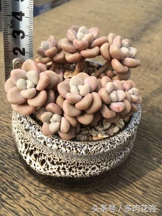 多肉植物与其他植物的区别,多肉植物艾伦