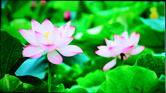 海信55nu7700评测,海信75u8k深度评测