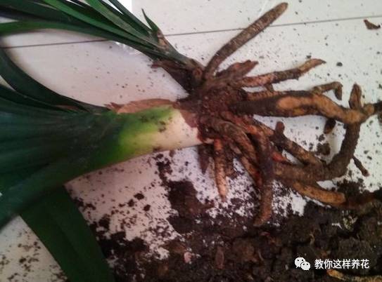 虎尾兰烂根后的花盆和土还能用吗,虎尾兰枯萎了