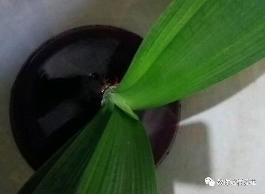 虎尾兰烂根后的花盆和土还能用吗,虎尾兰枯萎了